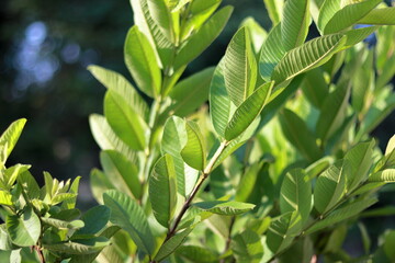 Beautiful green leaves. Greenish guava leaves closeup view. Healthy leaves for diabetes. Help to...