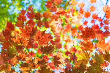 紅葉の背景素材　秋イメージ