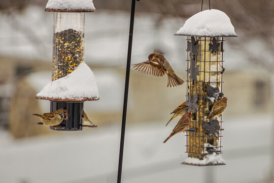 birds feeding at a pair of bird feeders in winter with one bird in flight