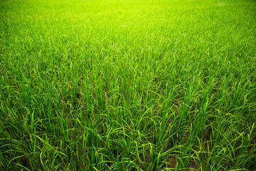 Morning sunrise, Green young rice plants are growing in paddy field with rain water. Agricultural lifestyle concept of Thailand.