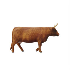 Scotland cattle isolated