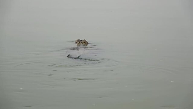 Mugger crocodile swims the Chambal river
Bharapur reserve Uttar Pradesh, india, 2022
