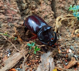 Rhinoceros beetle Allomyrina dichotoma