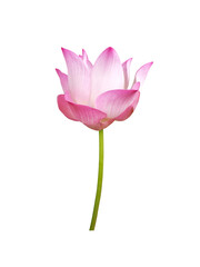 pink tulip isolated on white background.
Waterlily (Pink lotus) blooming. 
