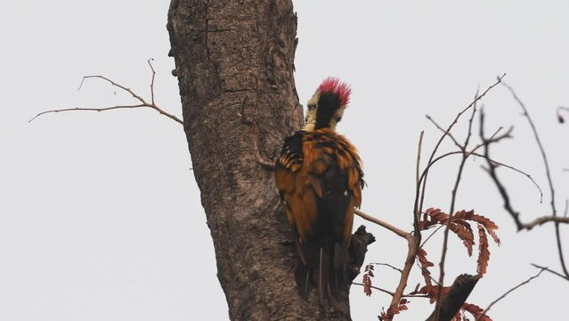 Black-rumped flameback on tree, India
India wildlife and nature, 2022, Chambal forest Uttar Pradesh india
