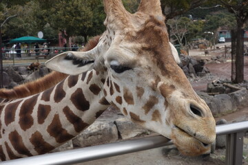 伊豆の動物園のキリン