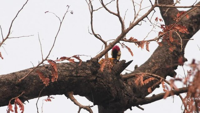 Black-rumped flameback on tree branch, India
India wildlife and nature, 2022, Chambal forest Uttar Pradesh india
