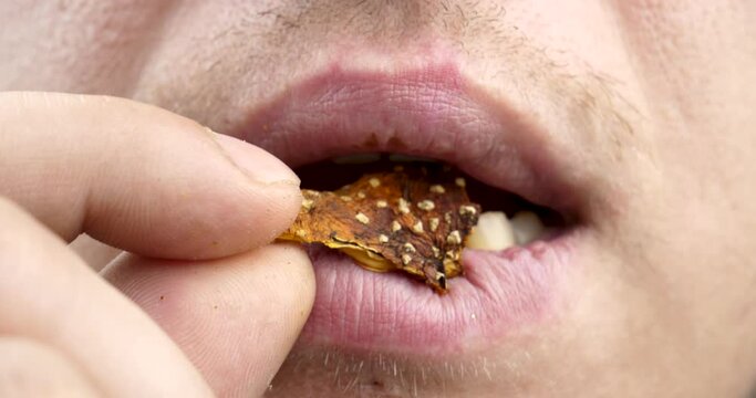 use of large doses of dried red fly agaric, man eat amanita muscaria. High quality 4k footage