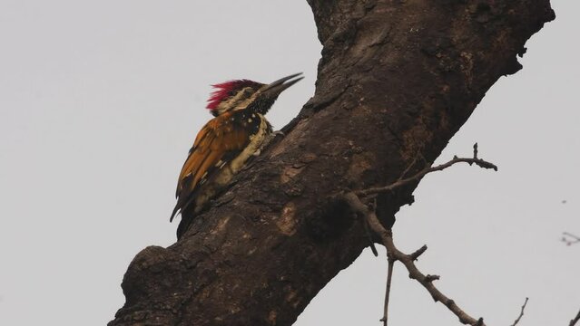 Black-rumped flameback on wood branch in forest, 2022
India wildlife and nature, 2022, Chambal forest Uttar Pradesh india
