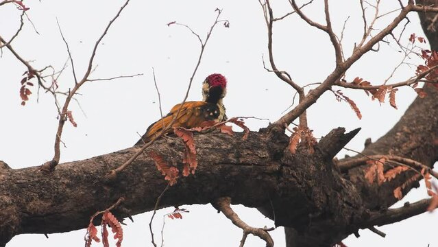 Black-rumped flameback on wood branch in forest, India
India wildlife and nature, 2022, Chambal forest Uttar Pradesh india
