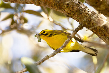 A small yellow bird called a prairie warbler (Setophaga discolor) catches and eats a caterpillar in Osprey, Florida