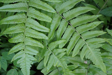 Green fern with a natural background. Indonesian call it pakis and use it as food