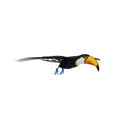 toucan isolated on white