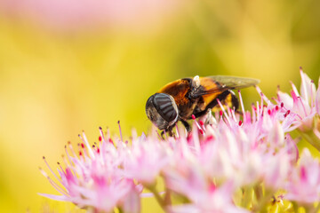 Syrphid flies , A hoverfly on a flower