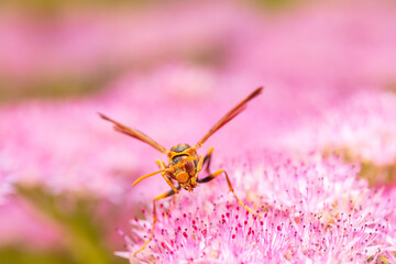 Syrphid flies , A hoverfly on a flower