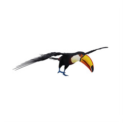 toucan isolated on white