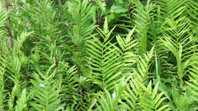 Green fern with a natural background. Indonesian call it pakis and use it as food