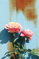 pink rose on old metal blue background