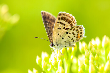 A butterfly is gathering honey