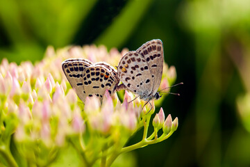 A butterfly is gathering honey