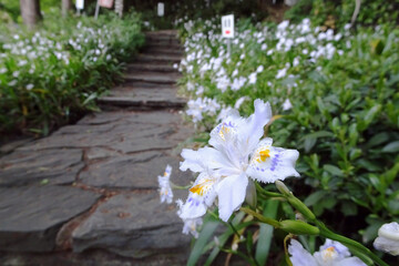 慈光寺の石段を背景に白いシャガ(Iris...