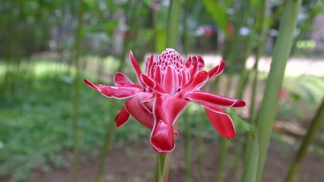 plant known as the emperors rod in a garden in Rio de Janeiro, Brazil.