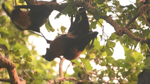 Indian flying fox, a male, courting a female
smelling and licking her genitalia, the Chambal forest Uttar Pradesh india
