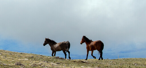 Wild horses running on mountain ridge in the american west of the United States