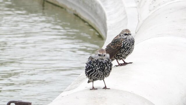 Two Cute Common Starlings Standing And Walking On Concrete Edge Of A Pond In Paris, France. - Closeup