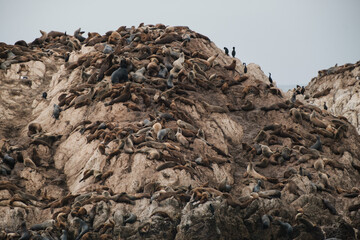 Large rock covered in sea lions