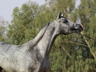 Beautiful arabian horse on the farm