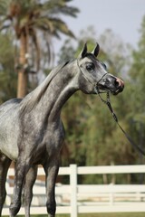 Beautiful arabian horse on the farm