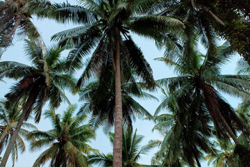 Fototapeta na wymiar coconut tree beach sky background