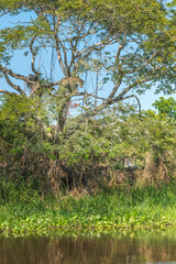 Jaguar hunting from a tall tree in the Pantanal