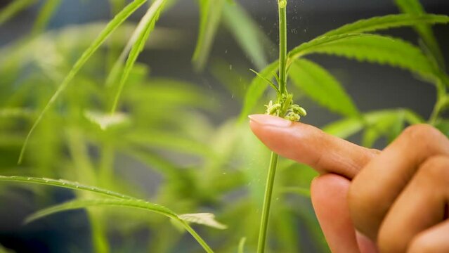 Cannabis flower male. Research studies on cannabis in the lab.