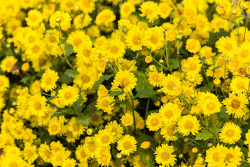 Yellow flowers background, Yellow chrysanthemums daisy flower background, Yellow flower blooming chrysanthemum background, Fields beautiful yellow flowers.