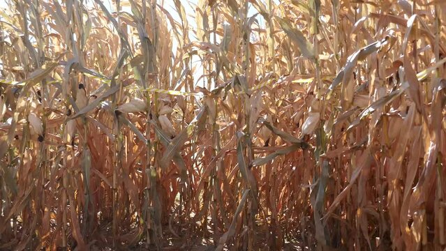 Lost in corn maze Autumn fun activity