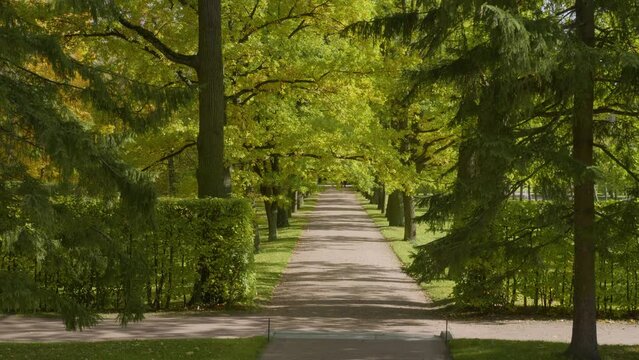 Catherine Park (Tsarskoye Selo). Oak Alley.