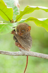 Small and Cute Tarsier