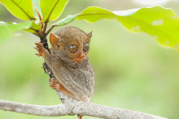Small and Cute Tarsier