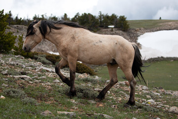 Buckskin stallion walking uphill in the central Rocky Mountains in the american west in the United States