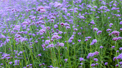 Purple flower background, Beautiful Verbena flower blooming field, Verbena purple flower nature beautiful, Beautiful violet verbena flowers background.