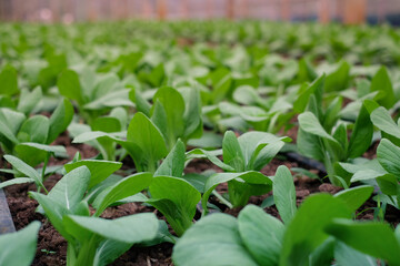 Pak Chai, green pakchoi or bok choy in green farm. Famous fresh vegetable use by Chinese for cooking in their food. Chinese cabbage farm.