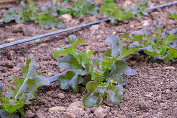Red oak vegetable plots use a drip system along a hose. It is an applied and integrated vegetable growing in agricultural greenhouses..