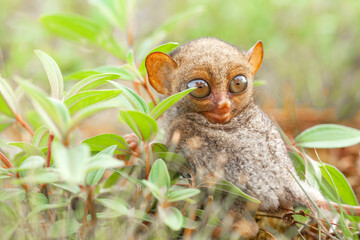 Small and Cute Tarsier