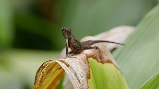 a slow motion clip of an introduced invasive brown anole lizard displaying its dewlap in a park at fort lauderdale of florida, usa
