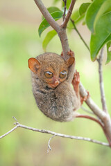 Small and Cute Tarsier
