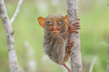Small and Cute Tarsier