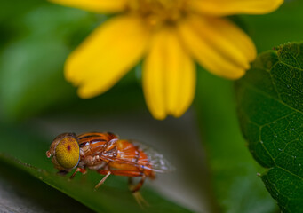 Eristalinus arvorum eyes, body, leg and wings details on a green leaf with yellow flower background