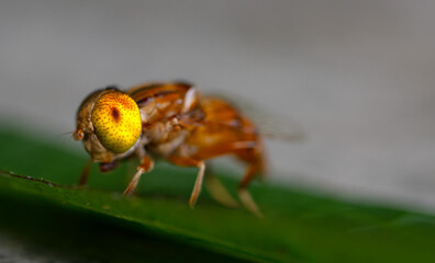Eristalinus arvorum big yellow eyes details focus on macro shoot